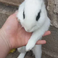 خرگوش نروماده|موش و خرگوش|انگوت, |دیوار