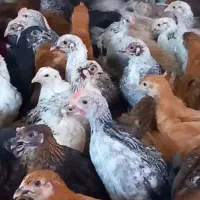 حراج جوجه مرغ خروس دورگ محلی شیراز