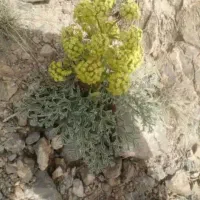 رخمه انغوزه یا گنبو محلی