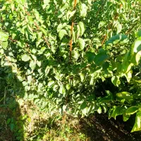 مرکز فروش نهال های اصیل