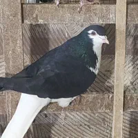 کبوتر شیرازی و پلاکی|پرنده|ساوه, |دیوار