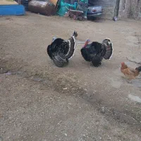 بوقلمون دو عدد چاقو وچله|حیوانات مزرعه|کوهسار (آذربایجان), |دیوار