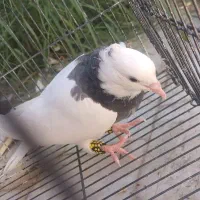 کفتر فروشی|پرنده|طبس, |دیوار