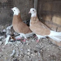 کبوترتهرانی|پرنده|خسروشاه, |دیوار