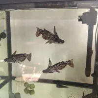 ماهی کت چوبی 6عدد|ماهی|اندیشه, اندیشه فاز ۴|دیوار