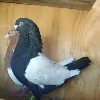 سینه|پرنده|گلبهار, نوبهار|دیوار