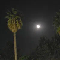 بریدن درخت با ارّه برقی و دستی