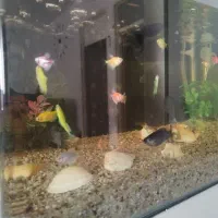 اکواریوم شیشه خم با ماهی