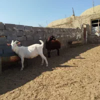 فروش بزغاله سانن اصل،بره ماده|حیوانات مزرعه|امیرآباد, |دیوار
