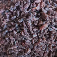 کشمش آفتابی