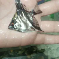 ماهی اکواریومی قیمت مناسب|ماهی|زاهدان, |دیوار