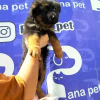 سگ ژرمن شپرد ، نژادی برای جستجو و نجات|سگ|کرج, چمن|دیوار