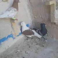 کفتر رنگه|پرنده|مشهد, رده|دیوار