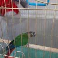 گرینچیک نراماده ۳۷۰۰۰۰۰تومان|پرنده|ایرانشهر, |دیوار