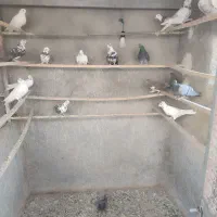 کبوتر نرماده|پرنده|کهک, |دیوار