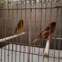 قناری کرست|پرنده|رشت, شهرک آیت الله منتظری|دیوار