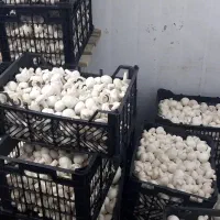 فروش قارچ به قیمت تولیدی|خوردنی و آشامیدنی|شوشتر, |دیوار