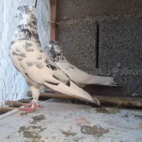 کبوتر پرشی پلنگ قرمز و سبز کله جز دست پر ابلغ سیاه|پرنده|رشت, کوی جام جم|دیوار