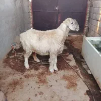 میش 2راس فروشی