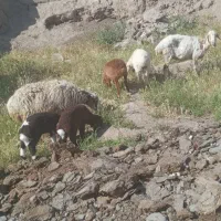 میش بره
