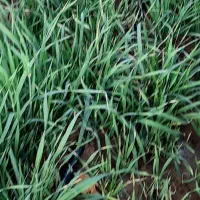 شیر ارپا.و کاه