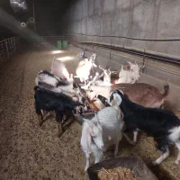 ۱۲رآس بز