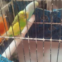 دوعدد عروس هلندی نر ماده ویک جفت مرغ عشق|پرنده|ابهر, |دیوار