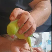 طوطی ملنگو|پرنده|کرمانشاه, |دیوار