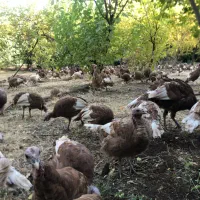 فروش تخم بوقلمون و جوجه بوقلمون بوربون|حیوانات مزرعه|تهران, امیریه|دیوار