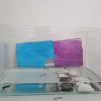 اکواریوم