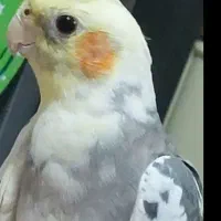 گمشده