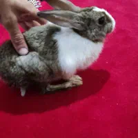 خرگوش زبل|موش و خرگوش|خرمآباد, |دیوار