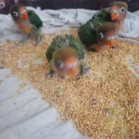 کوتوله سرلاکی