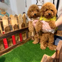 مرکز توله سگ توی پودل های اصیل و درجه یک رد و‌ ..|سگ|تهران, چیتگر شمالی|دیوار