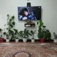 گل گیاه|گل و گیاه طبیعی|نوشهر, |دیوار