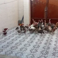 بوقلمو جنت مکان|حیوانات مزرعه|شوشتر, |دیوار