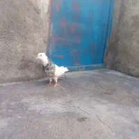 کبوتر|پرنده|سرپل ذهاب, |دیوار