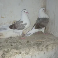 کبوتر|پرنده|میناب, |دیوار