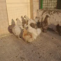 جوجه ابریشمی، مولد ابریشمی  و مولد برهما