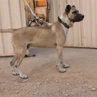 سرابی اصیل نژاد برتر