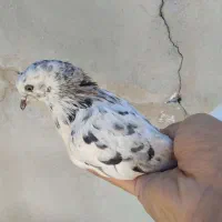 کبوتر جونه هما سرور