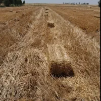 پرس(پخیل) گندم