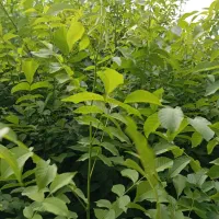 گردو محلی|حراج|فیرورق, |دیوار