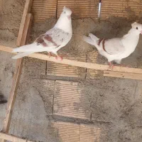 گردای|پرنده|بروجرد, |دیوار