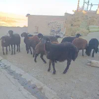 12راس بره ماده قزل افشار