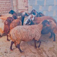 میش ابستن|حیوانات مزرعه|شازند, |دیوار