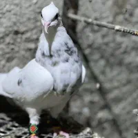 کبوترطوقی|پرنده|چابهار, |دیوار