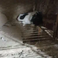 خرگوش|موش و خرگوش|زابل, |دیوار