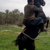 اسب