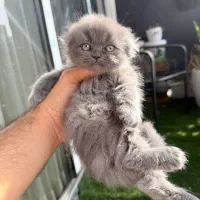 گربه اسکاتیش|گربه|تهران, شهرک آتی شهر|دیوار